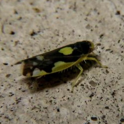 Eupteryx vittata
